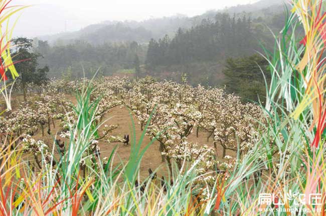 河南大中的生态土鸡养殖基地 河南土鸡苗孵化场