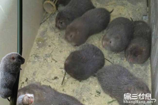 河池竹鼠养殖