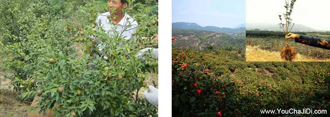 泗城扁山油茶分布的规