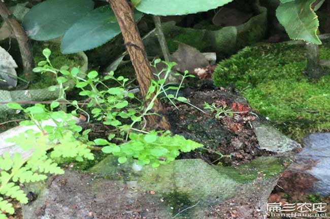 来安滁州市面上红花茶