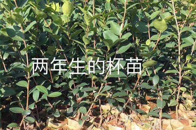 汤山源茶树苗日常管理