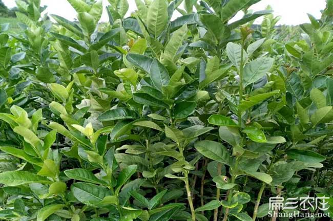 乌家镇茶树苗栽植行珠