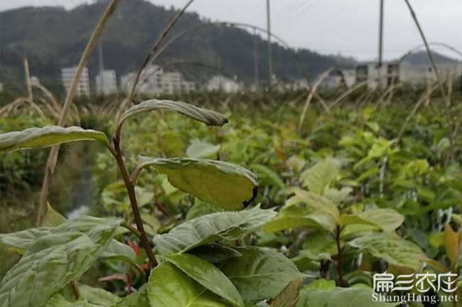 浦北县源茶树苗日常管