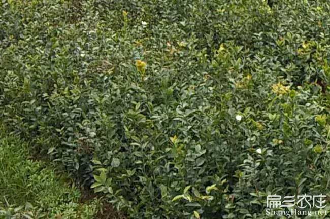 如果在马关种植油茶正