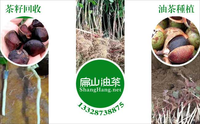 广西茶籽树种植
