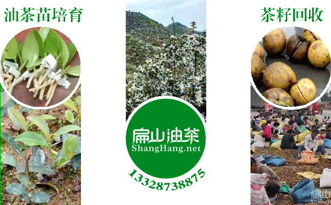 中国大果茶籽树苗培育