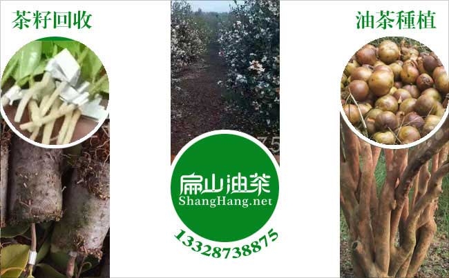 油茶种植肥料