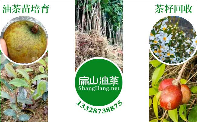 中国油茶种植技术培训基地(育苗整地品种选择修剪除虫日常管理)-扁山油茶