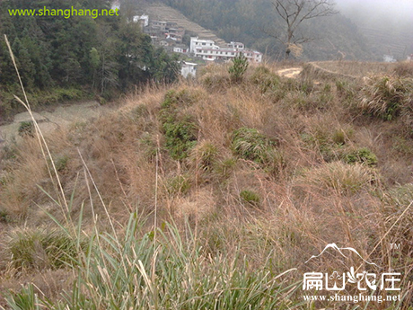 上杭县农村地土 上杭县农村地土