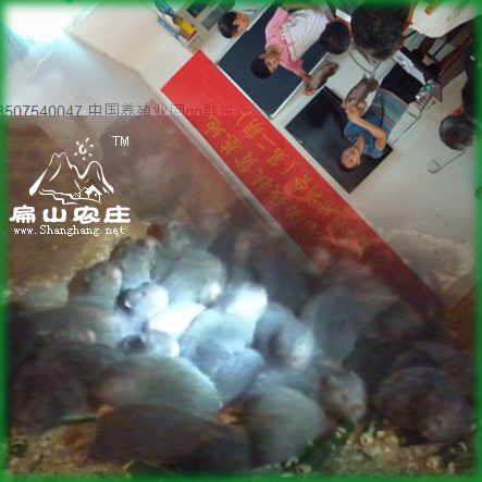 龙岩竹鼠种苗繁殖基地