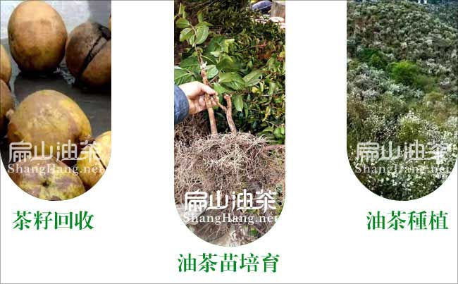 油茶种植 距离密度 施肥时间 修剪方法-扁山油茶