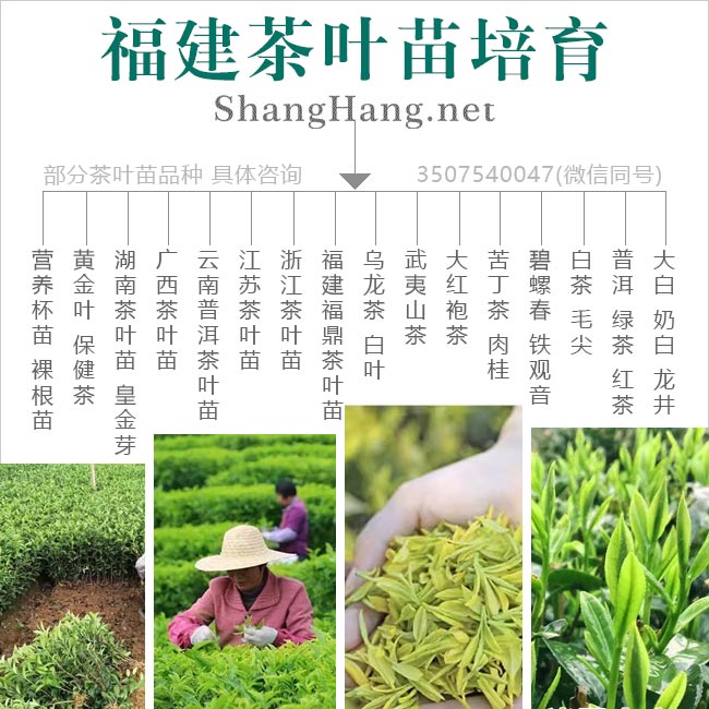 扁山油茶苗培育品种