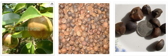 2013油茶一亩产多少斤茶油?