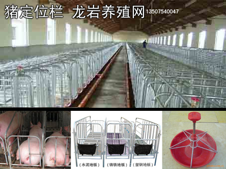 龙岩母猪菜猪定位栏