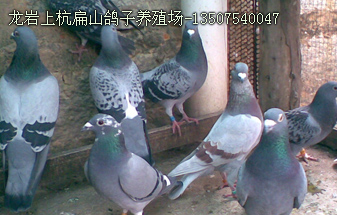 龙岩鸽子养殖场