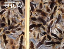 茶花鸡苗批发