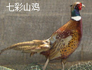七彩山鸡苗批发