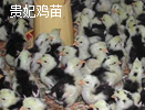 贵妃鸡苗批发
