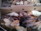 麻黄苗批发