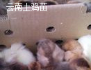 云南土杂鸡苗批发