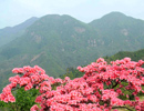 贵妃鸡养殖场远景