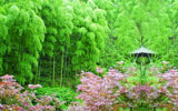 龙岩上杭贵妃鸡养殖场-竹林美景