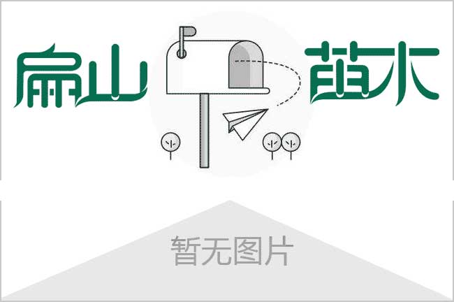 福建武夷山茶叶苗批发价格 福建福鼎宁德白茶苗批发-扁山茶苗