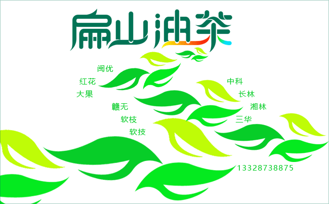 大果油茶种植基地 大果油茶种植基地