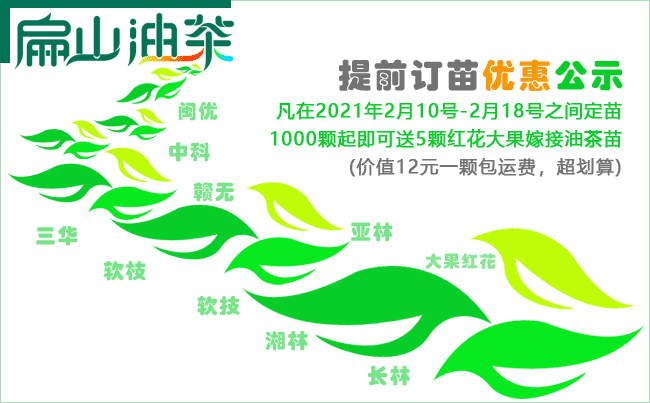 中国大果油茶种植