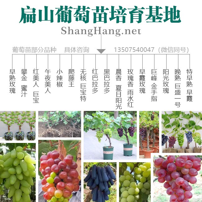 龙岩葡萄种植