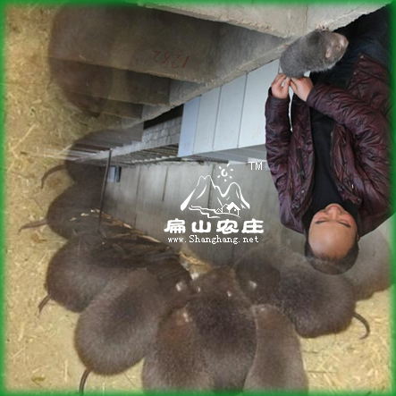 龙岩上杭竹鼠养殖基地