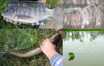 龙岩水产养殖技术