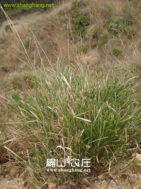 农村如何更好利用荒废土地 农村如何更好利用荒废土地