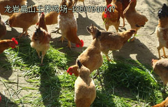 龙岩扁山土养鸡场-13507540047