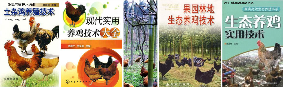 龙岩土杂鸡养殖技术培训