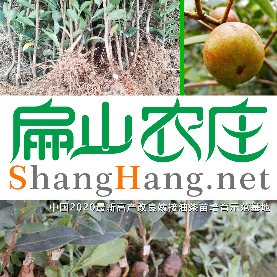 油茶售后服务