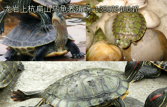 龙岩乌龟养殖基地