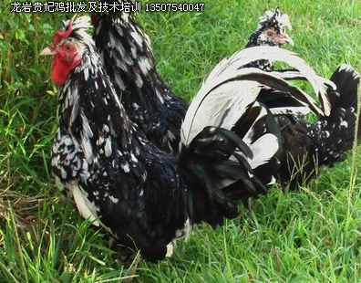 龙岩武平养鸡技术培训及各种鸡批发
