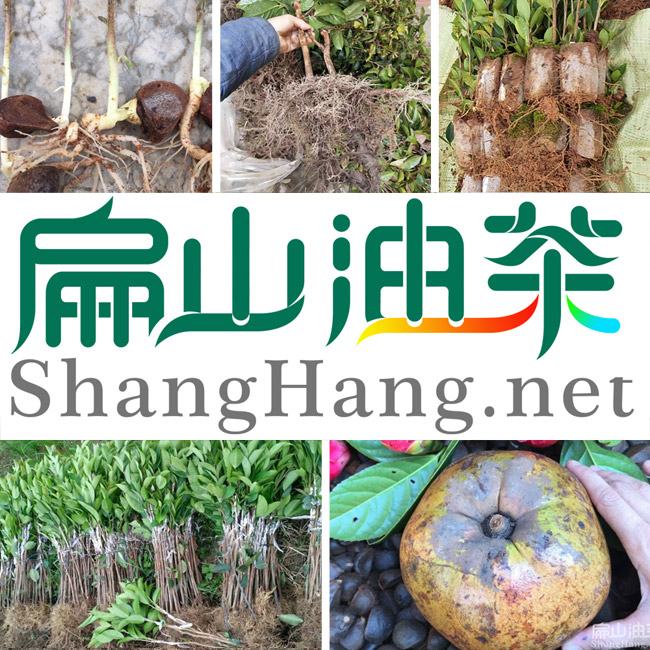 广西油茶品种