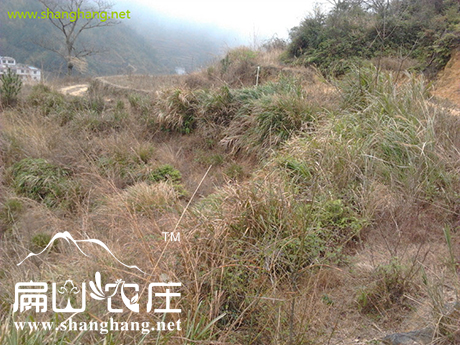 龙岩农村地土都荒废了 龙岩农村地土都荒废了