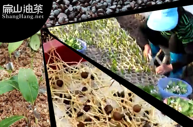 中国茶籽回收