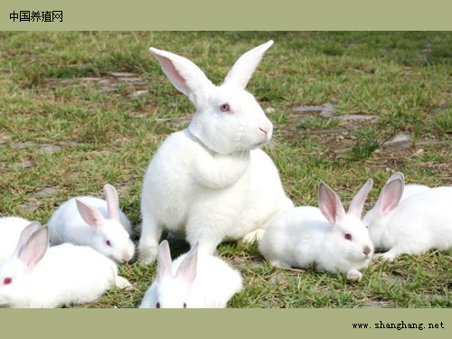 龙岩伊拉兔养殖