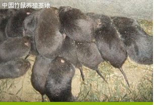 龙岩养猪及设备