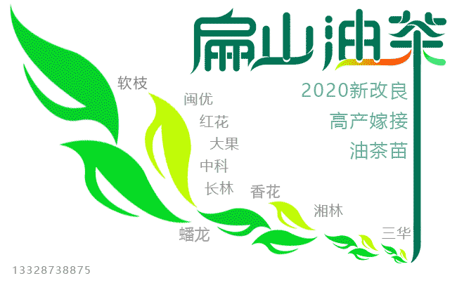 2024新型油茶种植管理技术-土质气候海拔光照生病-扁山油茶