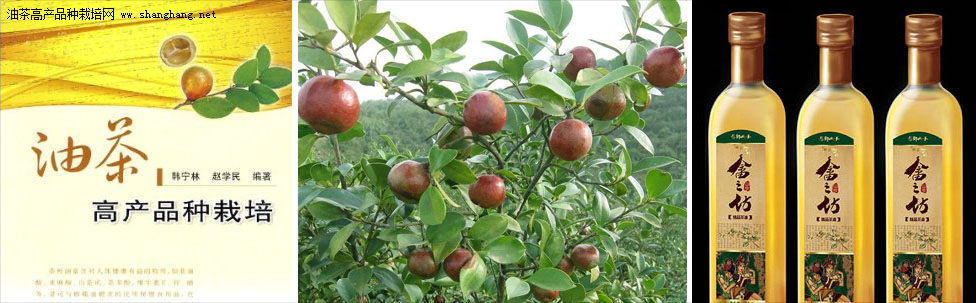 茶油种植环境分析_油茶环境气候_油茶树栽培方法技术培训
